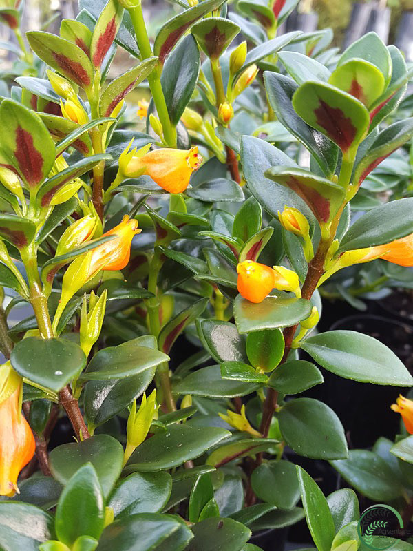 Goldfish Plant