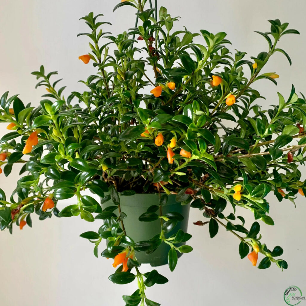 Goldfish Plant