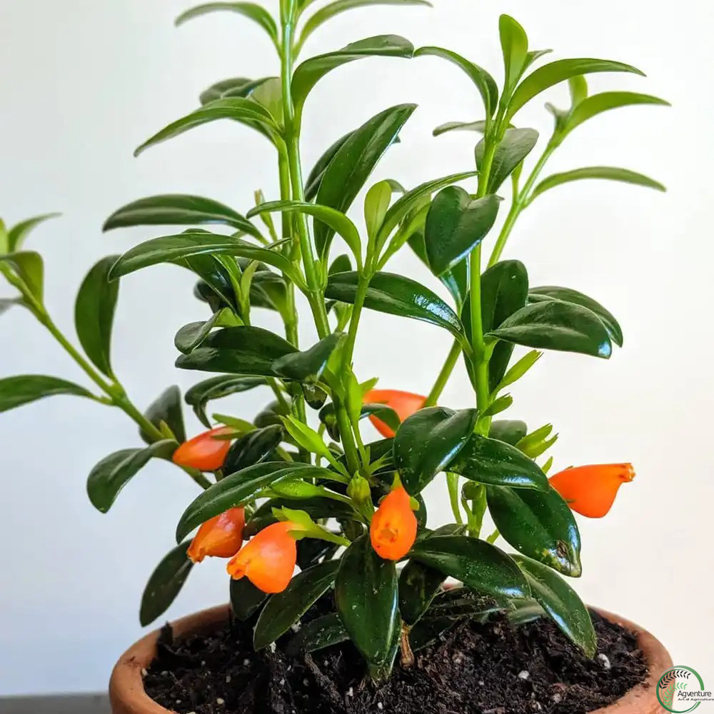 Goldfish Plant