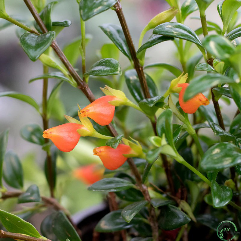 Goldfish Plant