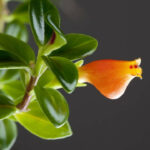 Goldfish Plant