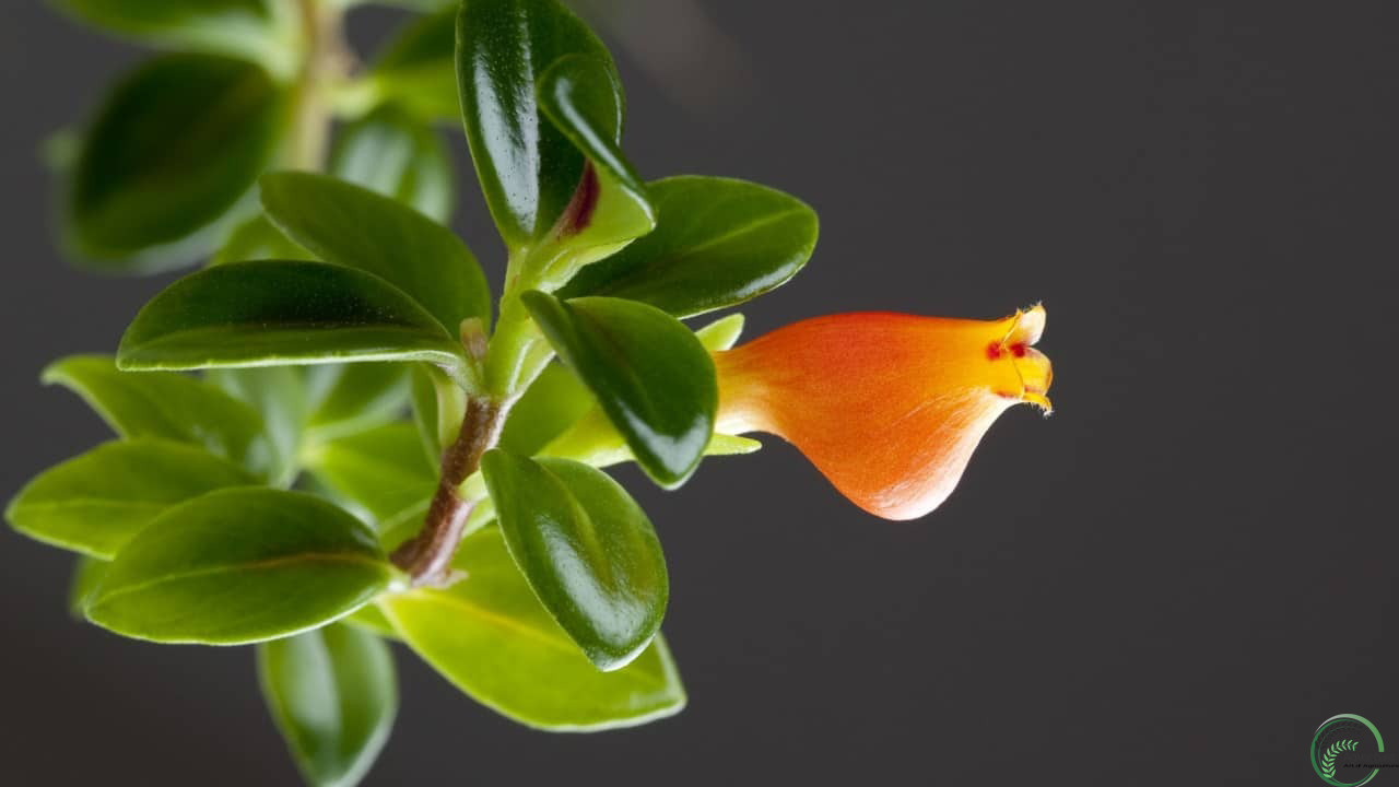 Goldfish Plant