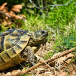 Russian Tortoise