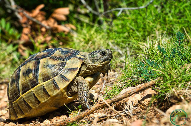 Russian Tortoise