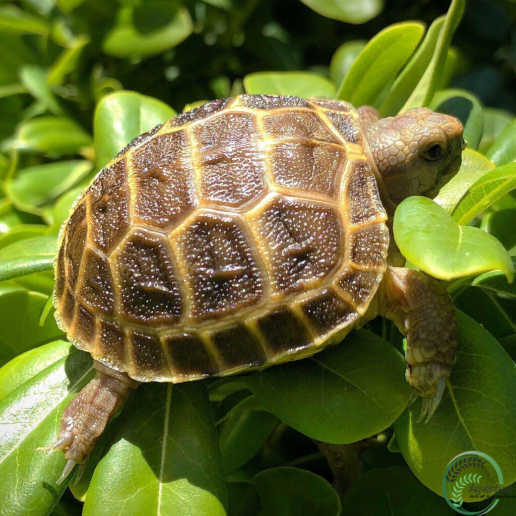 Russian Tortoise