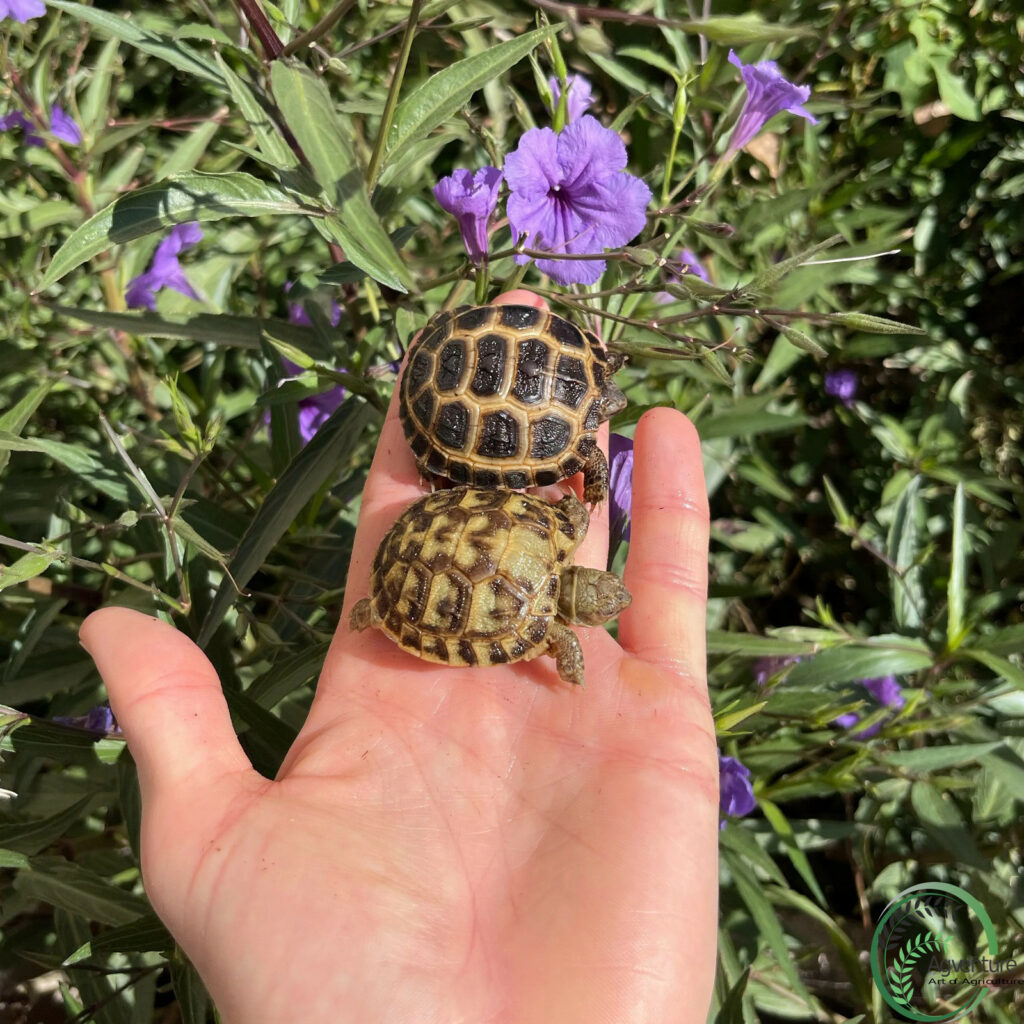 Russian Tortoise