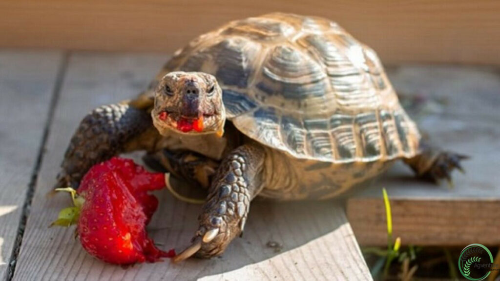 Russian Tortoise