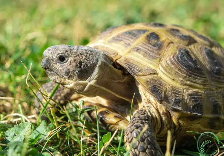 Russian Tortoise