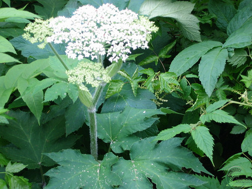 Cow Parsnip Plant