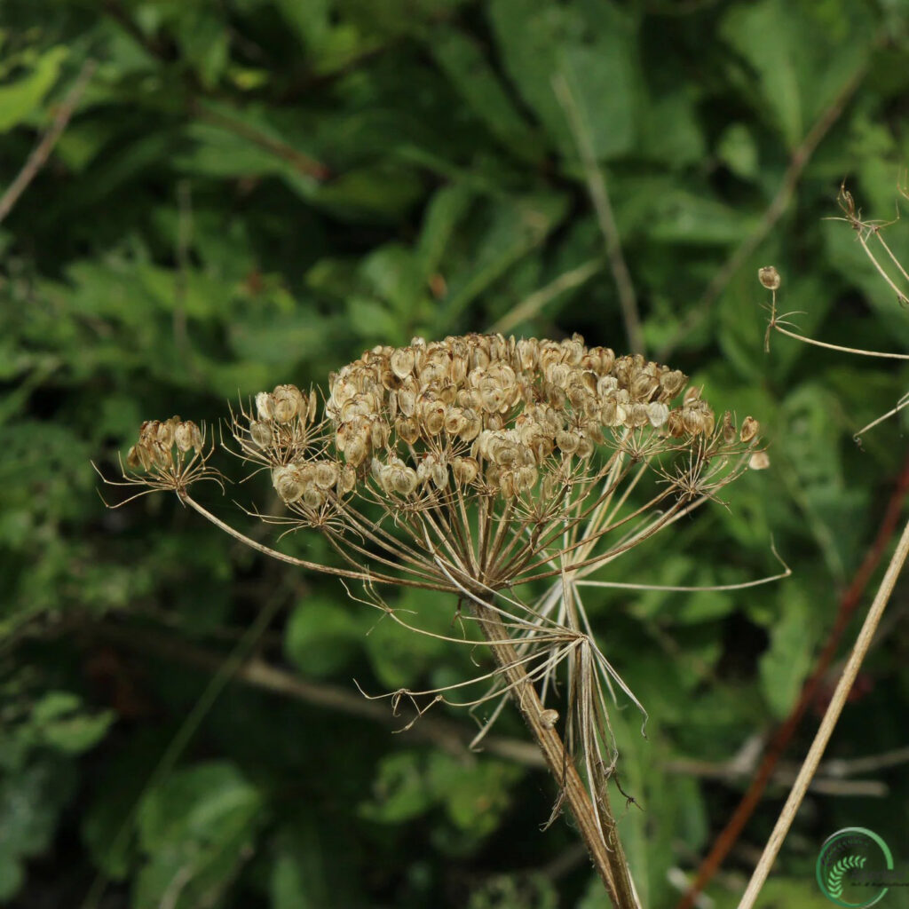 Cow Parsnip Plant