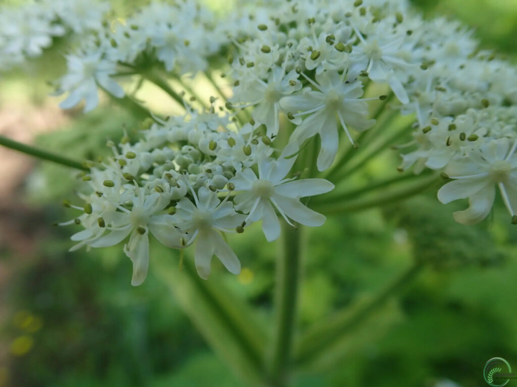 Cow Parsnip Plant