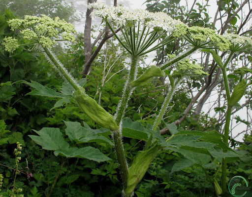 Cow Parsnip Plant