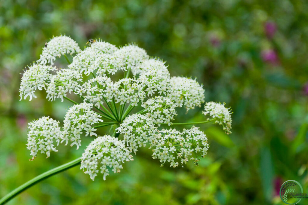 Cow Parsnip Plant