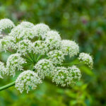 Cow Parsnip Plant