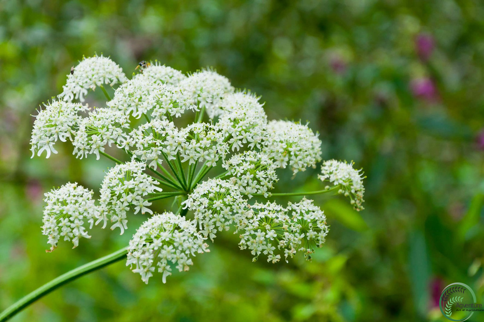 Cow Parsnip Plant