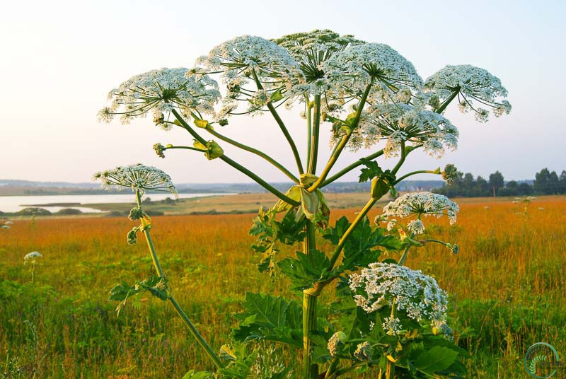 Cow Parsnip Plant