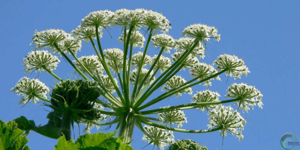 Cow Parsnip Plant