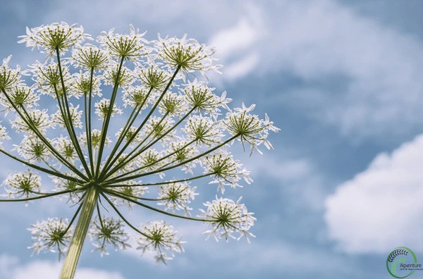 Cow Parsnip Plant